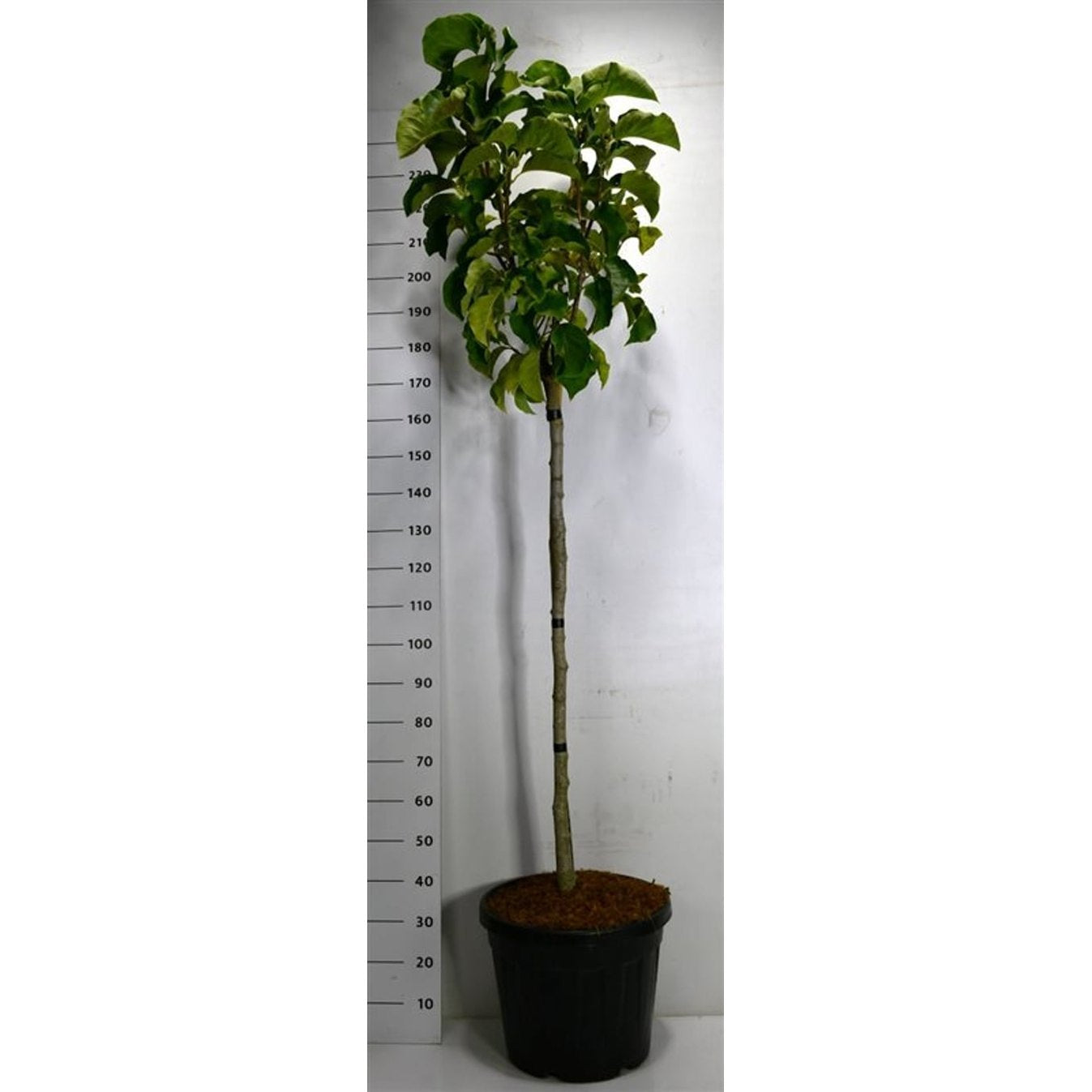 Magnolia – Magnolia 'Sunsation' - C45 120 cm. Stam